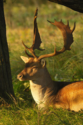 Damhert / Fallow deer (AWD)