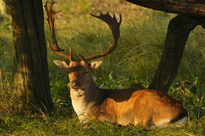 Damhert / Fallow deer (AWD)