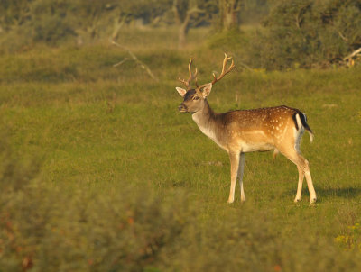 Damhert / Fallow deer (AWD)