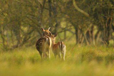 Damhert / Fallow deer (AWD)