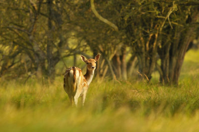 Damhert / Fallow deer (AWD)