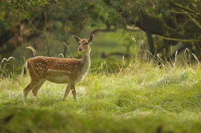 Damhert / Fallow deer (AWD)