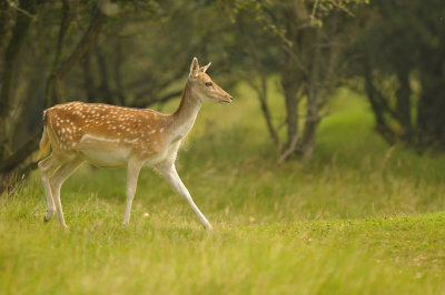 Damhert / Fallow deer (AWD)