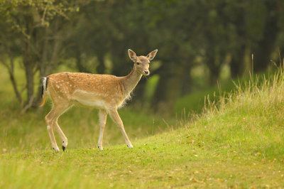 Damhert / Fallow deer (AWD)