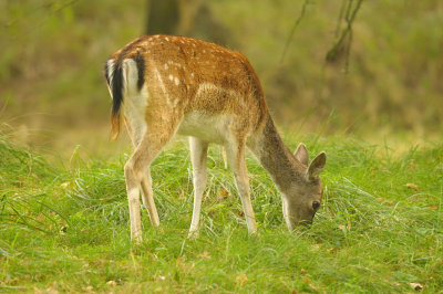 Damhert / Fallow deer (AWD)