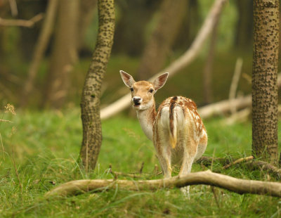 Damhert / Fallow deer (AWD)