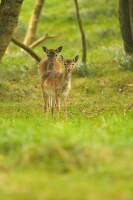 Damhert / Fallow deer (AWD)