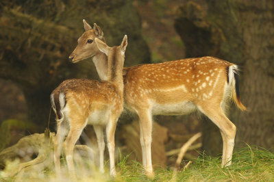 Damhert / Fallow deer (AWD)