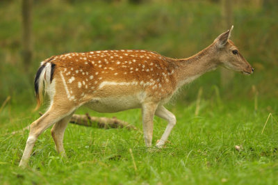 Damhert / Fallow deer (AWD)