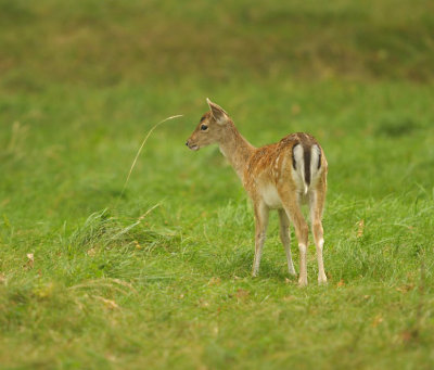 Damhert / Fallow deer (AWD)