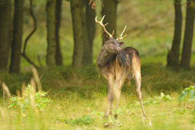 Damhert / Fallow deer (AWD)