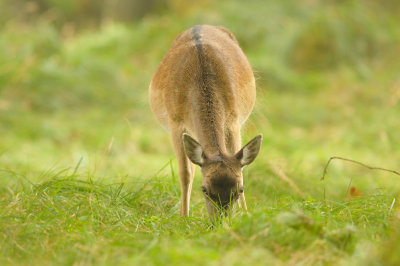 Damhert / Fallow deer (AWD)