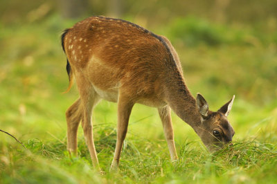 Damhert / Fallow deer (AWD)