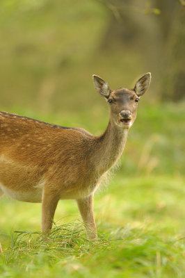 Damhert / Fallow deer (AWD)
