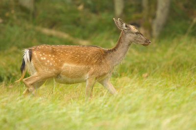 Damhert / Fallow deer (AWD)