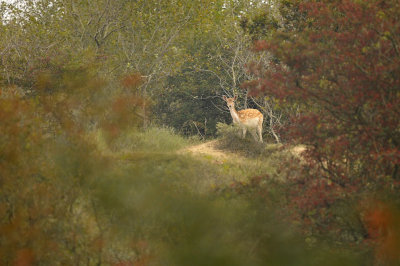 Damhert / Fallow deer (AWD)