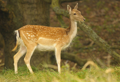 Damhert / Fallow deer (AWD)