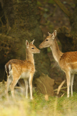 Damhert / Fallow deer (AWD)