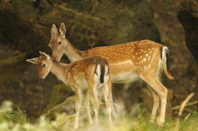 Damhert / Fallow deer (AWD)