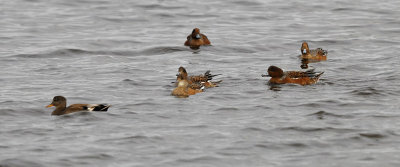 Smient / Eurasian Wigeon (de Starrevaart)