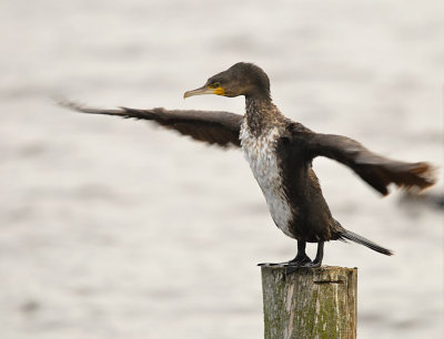 Aalscholver / Great Cormorant (de Starrevaart)
