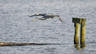 Blauwe Reiger / Grey Heron (de Starrevaart)