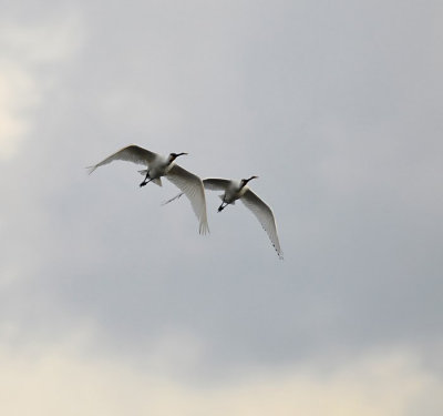 Lepelaar / Eurasian Spoonbill (de Starrevaart)