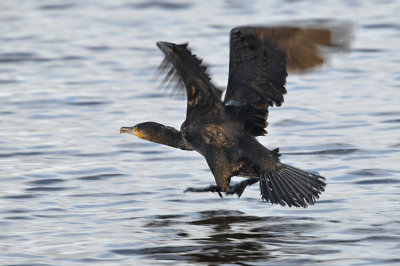 Aalscholver / Great Cormorant (de Starrevaart)