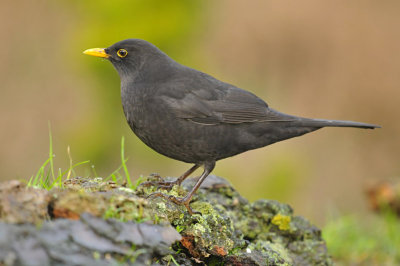 Merel / Common Blackbird (HBN-hut 3 Lemele)