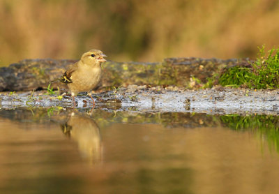 Vink / Finch (HBN-hut 3 Lemele)