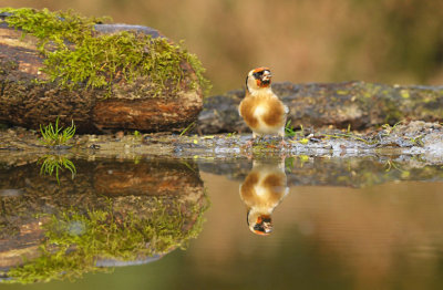 Putter / European Goldfinch (HBN-hut3 Lemele)