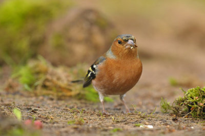 Vink / Finch (HBN-hut 3 Lemele)