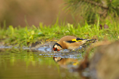 Putter / European Goldfinch (HBN-hut3 Lemele)