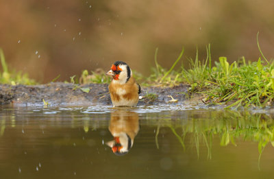 Putter / European Goldfinch (HBN-hut3 Lemele)