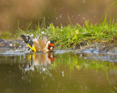 Putter / European Goldfinch (HBN-hut3 Lemele)