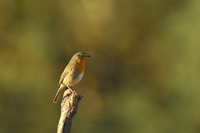 Roodborst / Red Robin (HBN-hut 3 Lemele)