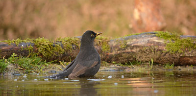 Merel / Common Blackbird (HBN-hut 3 Lemele)