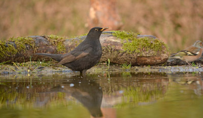 Merel / Common Blackbird (HBN-hut 3 Lemele)