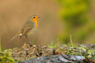 Roodborst / Red Robin (HBN-hut 3 Lemele)