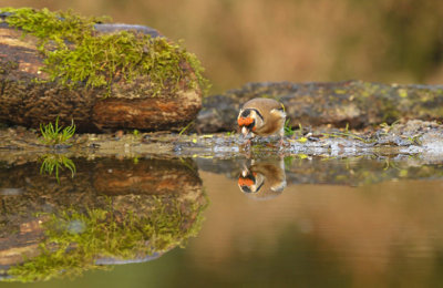 Putter / European Goldfinch (HBN-hut3 Lemele)