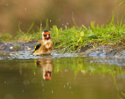 Putter / European Goldfinch (HBN-hut3 Lemele)