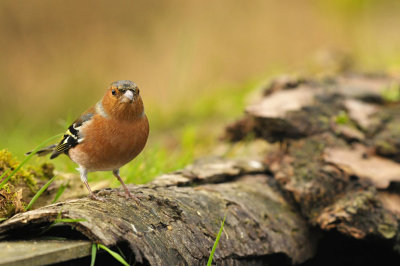 Vink / Finch (HBN-hut 3 Lemele)