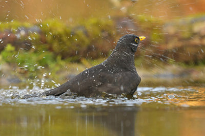 Merel / Common Blackbird (HBN-hut 3 Lemele)