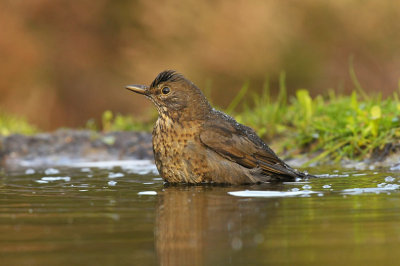 Merel / Common Blackbird (HBN-hut 3 Lemele)