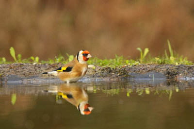 Putter / European Goldfinch (HBN-hut3 Lemele)