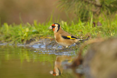 Putter / European Goldfinch (HBN-hut3 Lemele)