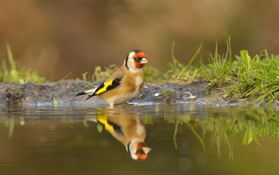 Putter / European Goldfinch (HBN-hut3 Lemele)