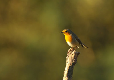 Roodborst / Red Robin (HBN-hut 3 Lemele)