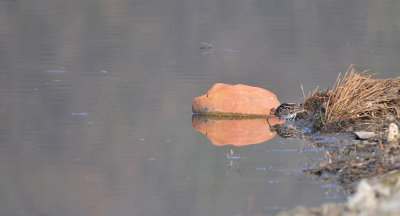 Watersnip / Common Snipe (Oelemars)