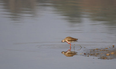 Tureluur / Common Redshank (Oelemars)